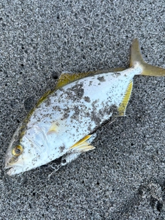 ショゴの釣果