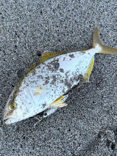 ショゴの釣果