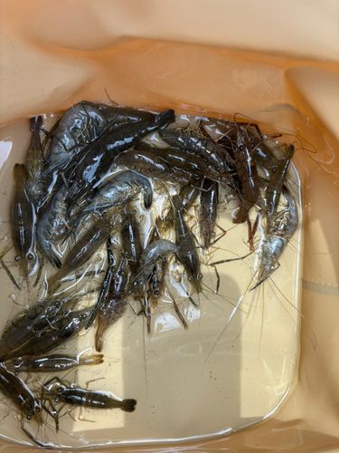 テナガエビの釣果