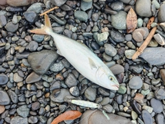 ワカシの釣果