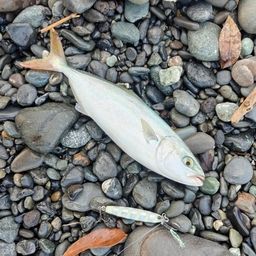ワカシ