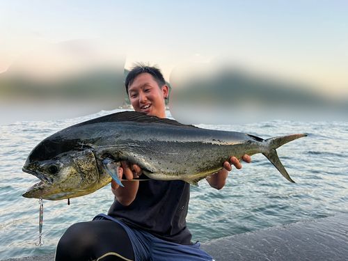 シイラの釣果