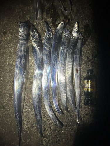 タチウオの釣果