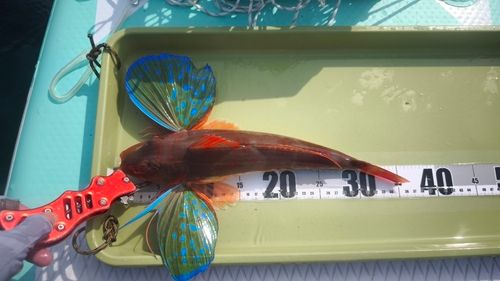 ホウボウの釣果