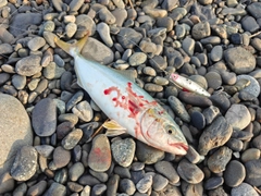 ワカシの釣果