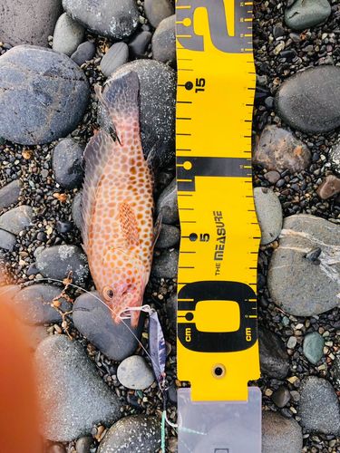 ソウダガツオの釣果