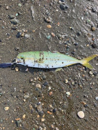 ワカシの釣果