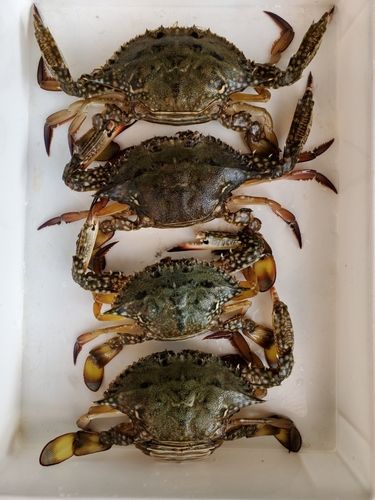 ワタリガニの釣果
