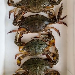 ワタリガニ