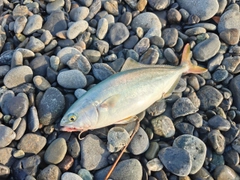 ワカシの釣果
