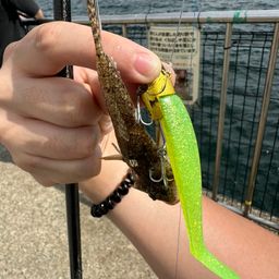 メゴチ