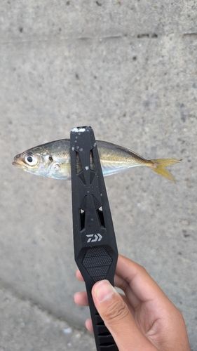 マアジの釣果