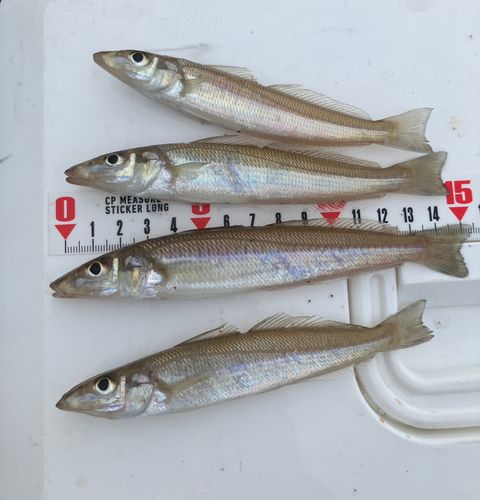キスの釣果