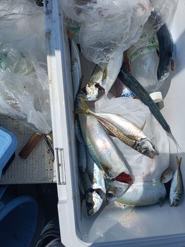 サバの釣果