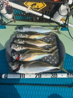 マアジの釣果