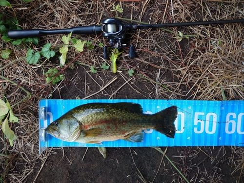 ブラックバスの釣果