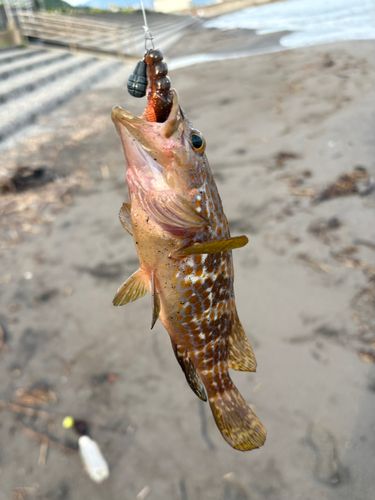 キジハタの釣果