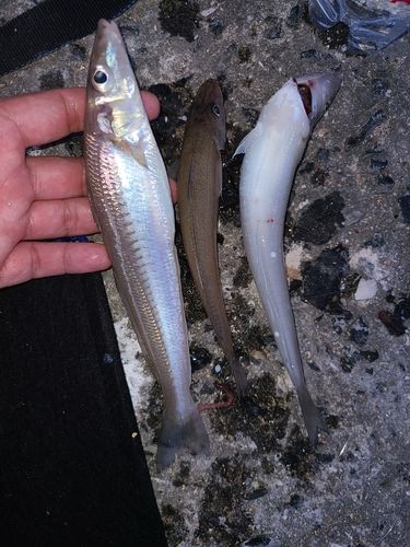 キスの釣果