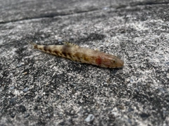 ムネアカクチビの釣果