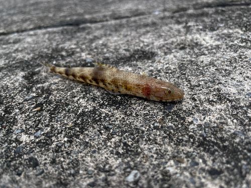 ムネアカクチビの釣果