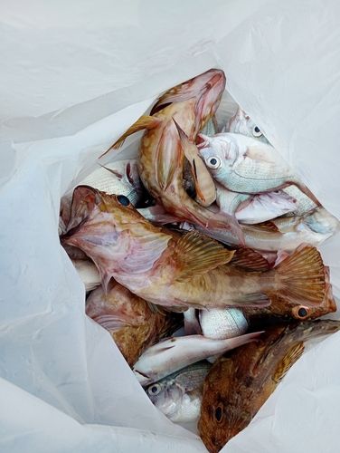 カサゴの釣果