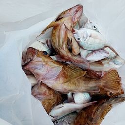 カサゴ