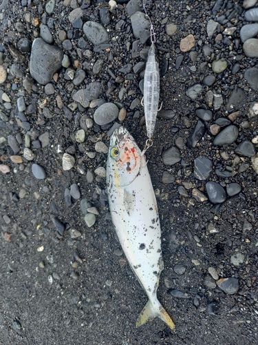 ワカシの釣果