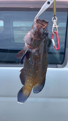 アオノメハタの釣果