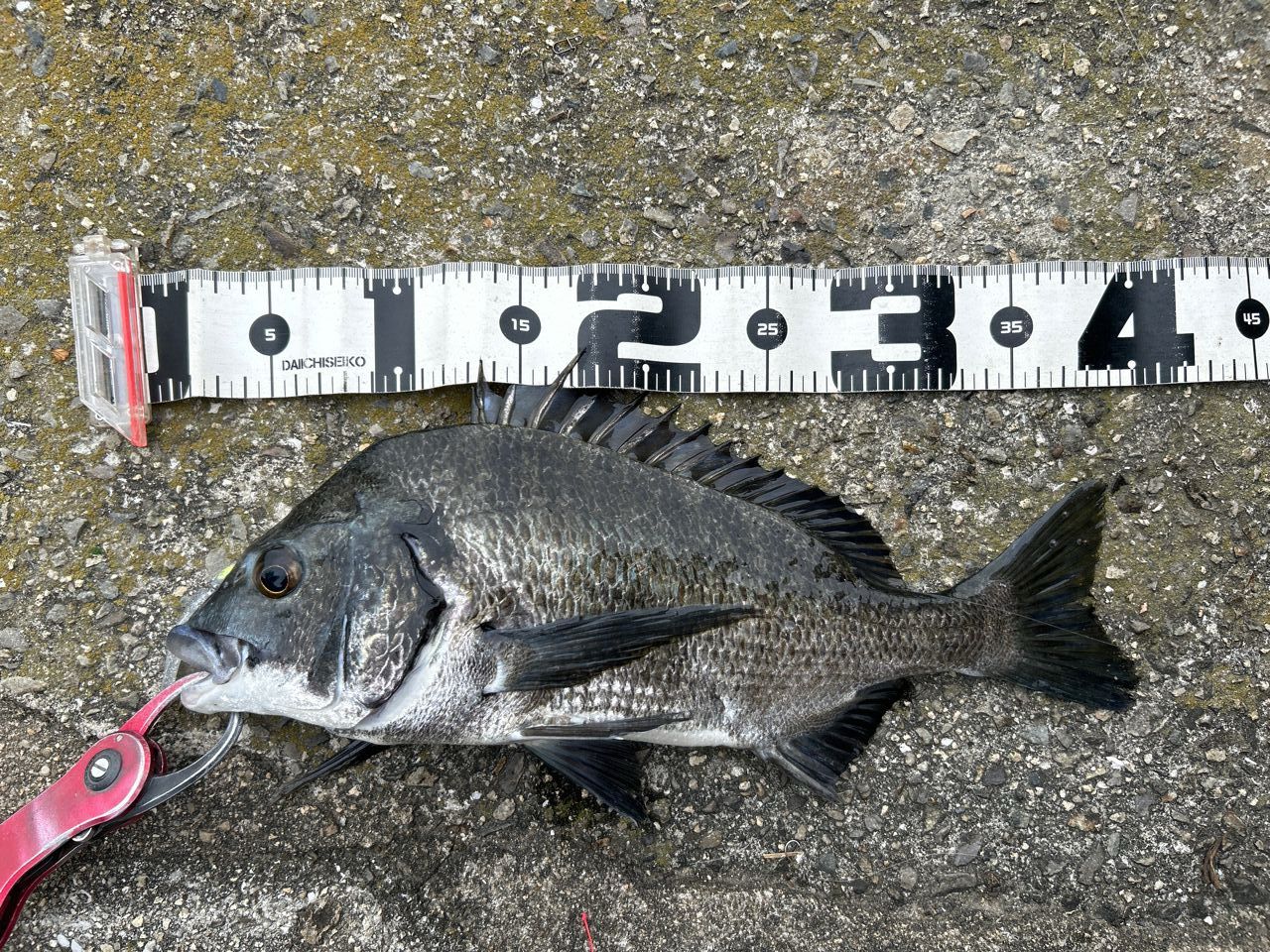 SHIMANO - お得セット　ヴァンキッシュ19　C3000MHG エギ19本セット2.5～3.5 シマノ ヴァンキッシュ C3000MHG (リール) 価格比較 - 価格.com