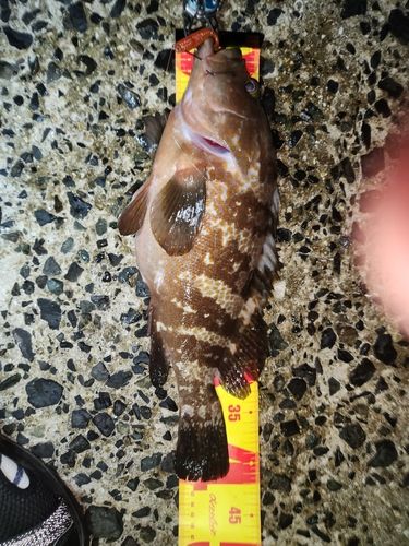 釣果