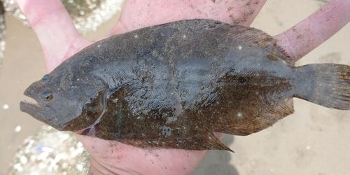 ヒラメの釣果