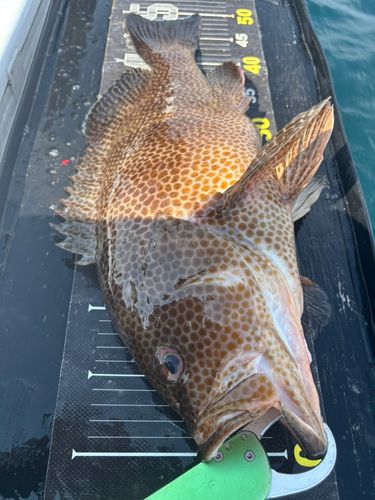 オオモンハタの釣果