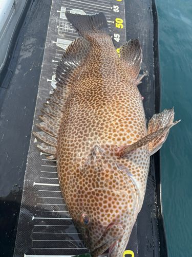 オオモンハタの釣果