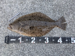 ヒラメの釣果