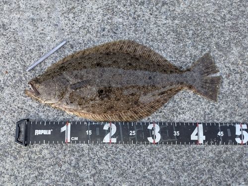 ヒラメの釣果
