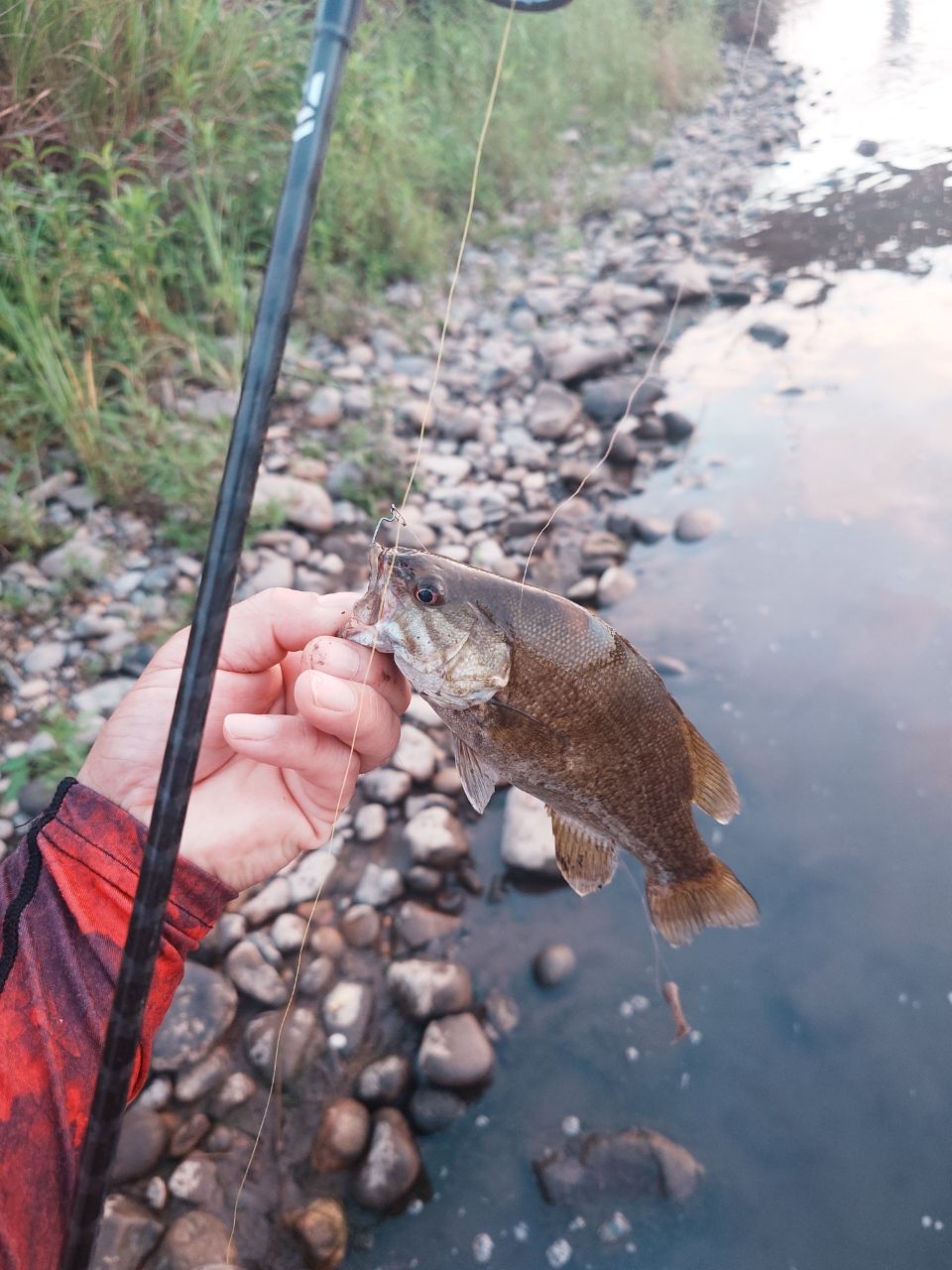 スモールマウスバス