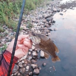 スモールマウスバス