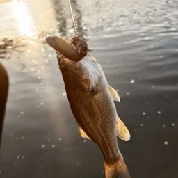 スモールマウスバス