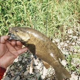 スモールマウスバス