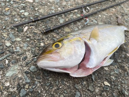 ショゴの釣果