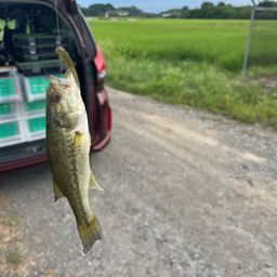 ラージマウスバス