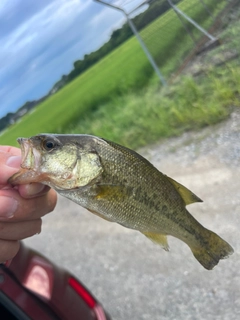 ラージマウスバスの釣果