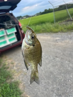 ブルーギルの釣果