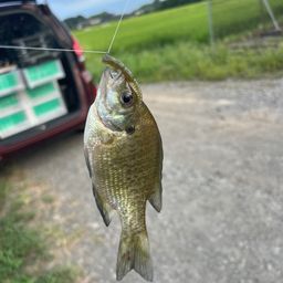 ブルーギル