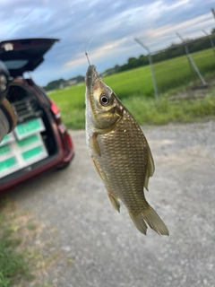 マブナの釣果