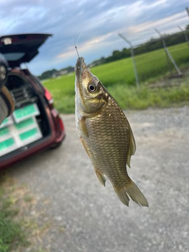 マブナの釣果