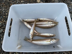 シロギスの釣果