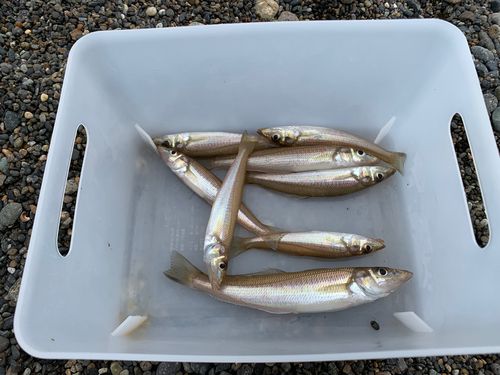 シロギスの釣果