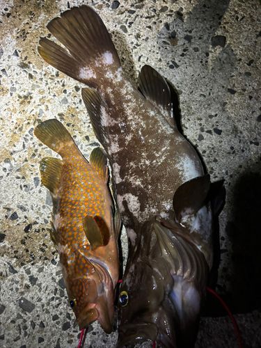 クエの釣果