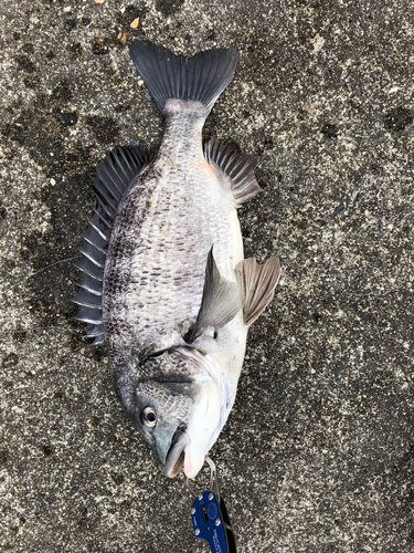 クロダイの釣果